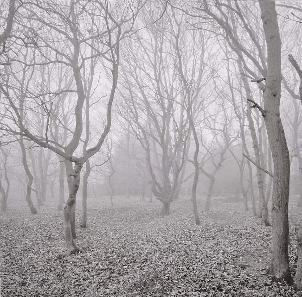 Moira Ellice - Trees in the Mist.jpg